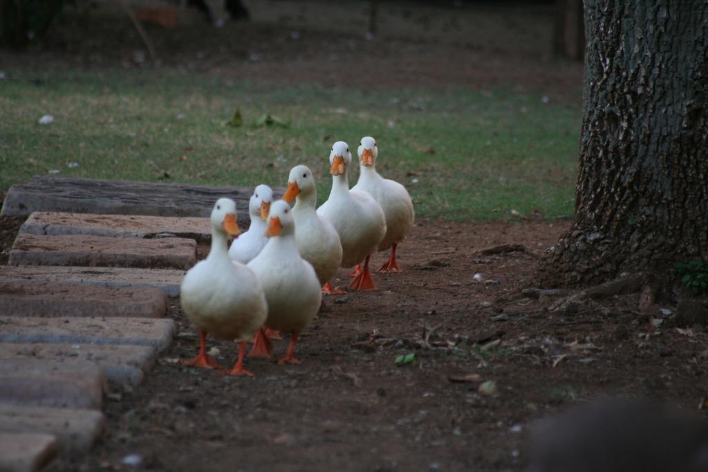 Отель Akwela Guest Farm Блумфонтейн Экстерьер фото